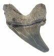 Rare Fossil Parotodus Benedini Tooth - #40041-1